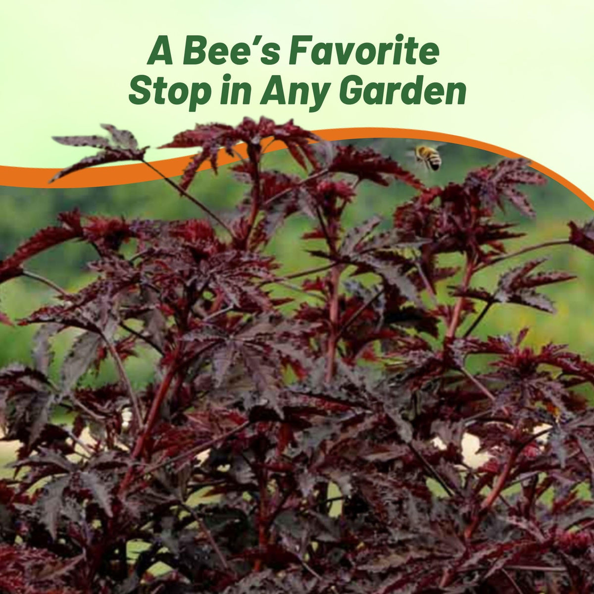 Outsidepride Hibiscus grows in full sun, delivering vibrant blooms