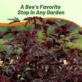 Outsidepride Hibiscus grows in full sun, delivering vibrant blooms