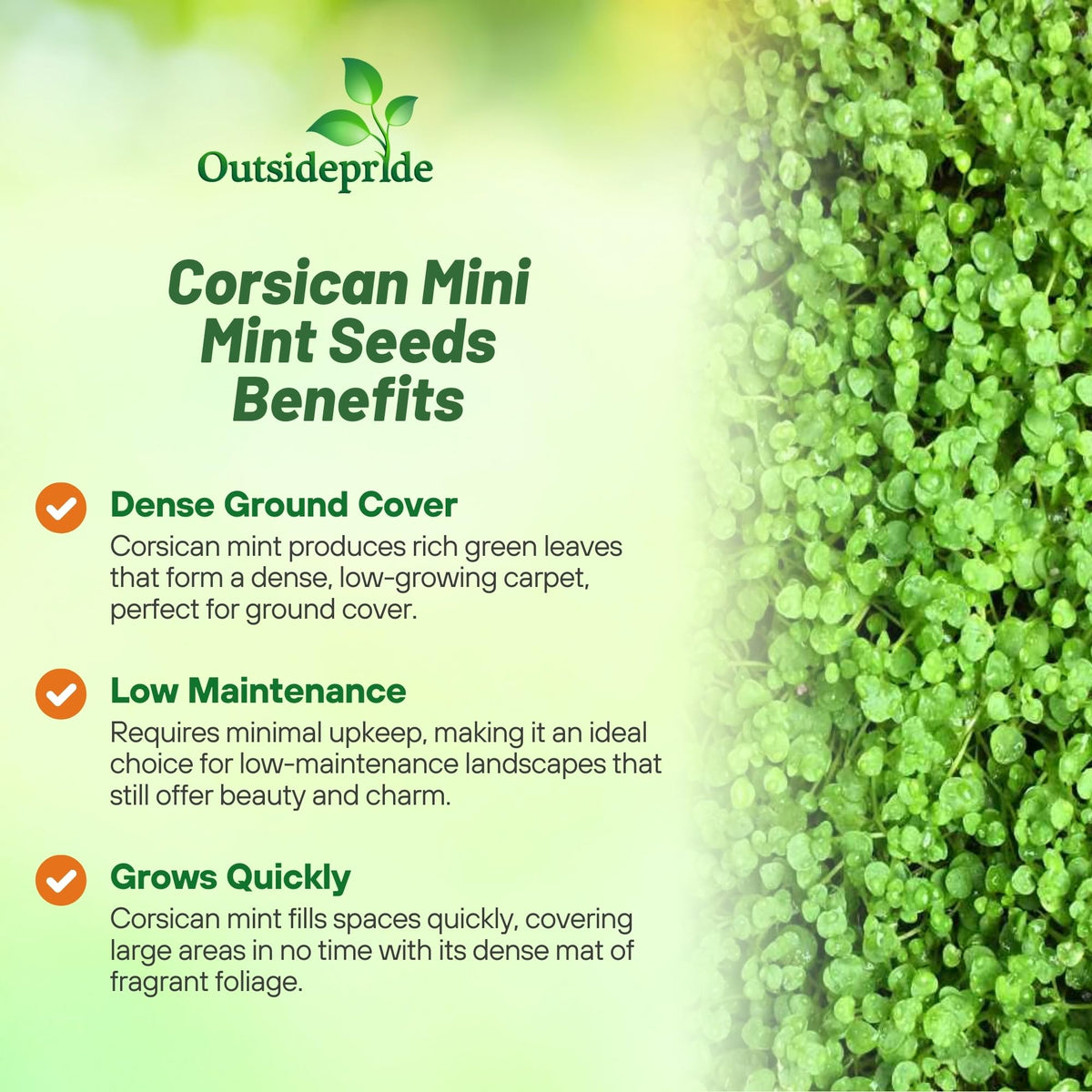 Outsidepride Mentha Corsican container plant ideal for patios.