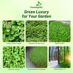 Outsidepride Mentha Corsican ground-cover spread forming lush carpet.