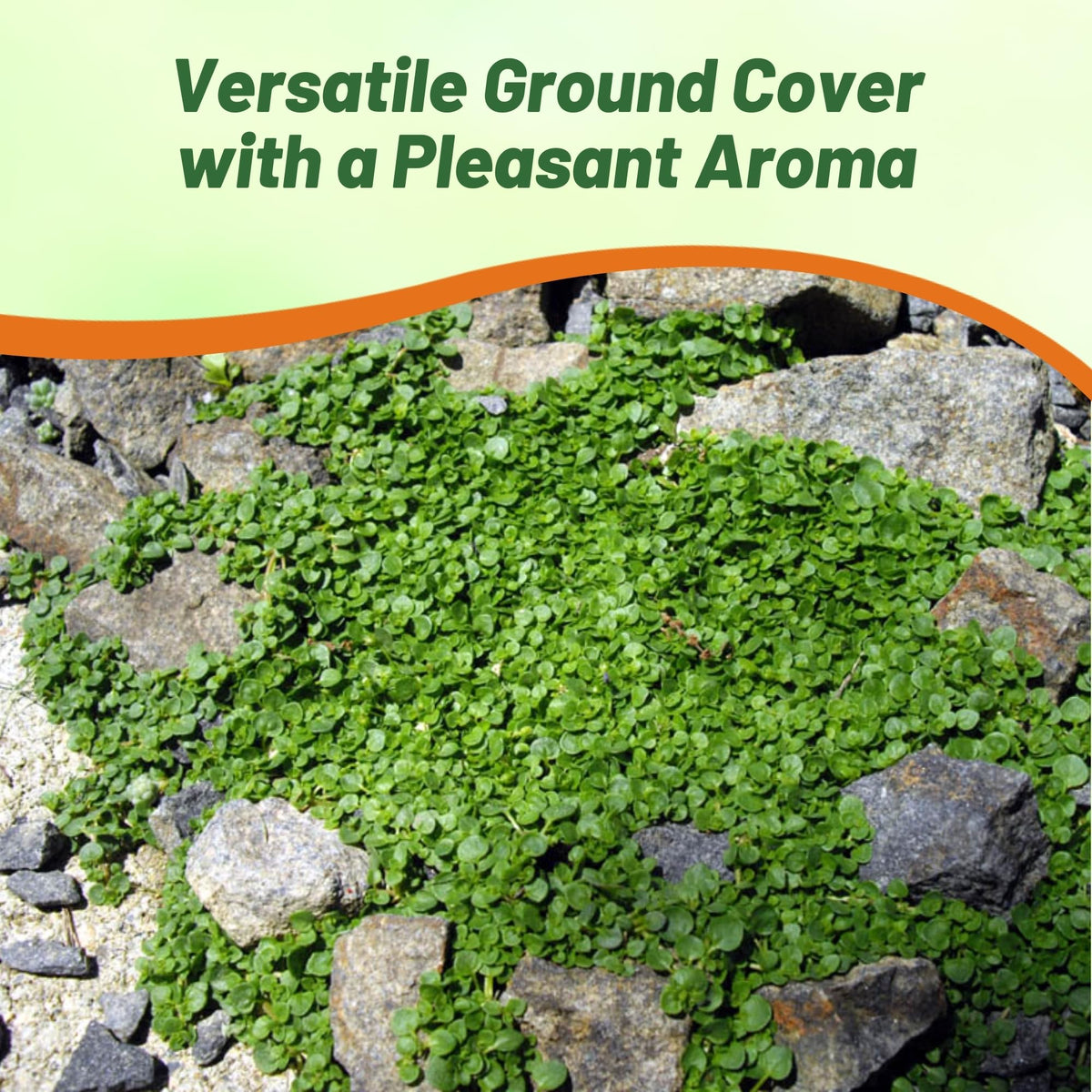 Outsidepride Mentha Corsican pelleted seeds in packaging.