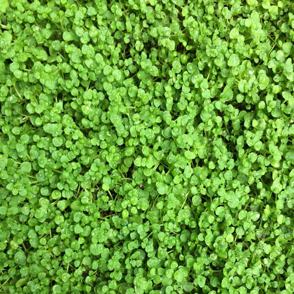 Outsidepride Mentha Corsican zones 7-9 hardy perennial in garden.