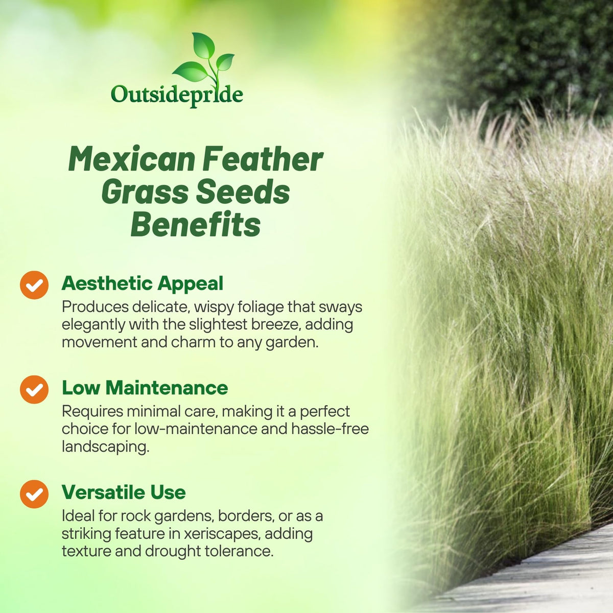 Germination scene of Outsidepride Mexican Feather Grass in warm soil.