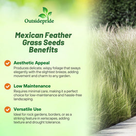Germination scene of Outsidepride Mexican Feather Grass in warm soil.
