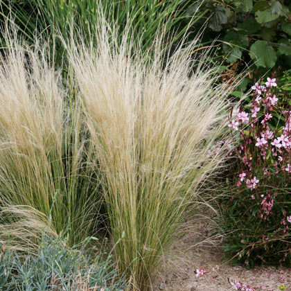 Outsidepride Mexican Feather Grass seed packet for border planting.