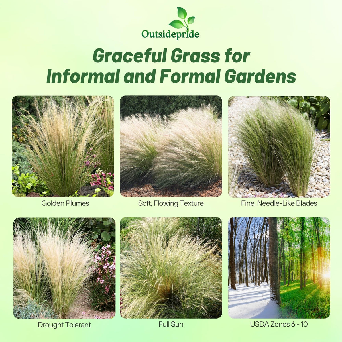 Outsidepride Mexican Feather Grass seeds close-up with fine, airy foliage.