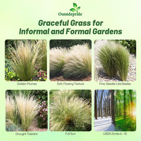 Outsidepride Mexican Feather Grass seeds close-up with fine, airy foliage.