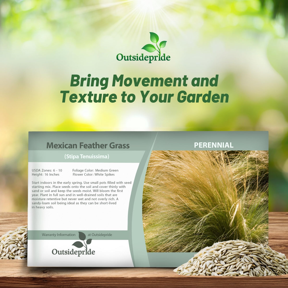 Young Outsidepride Mexican Feather Grass sprout forming slender clump.