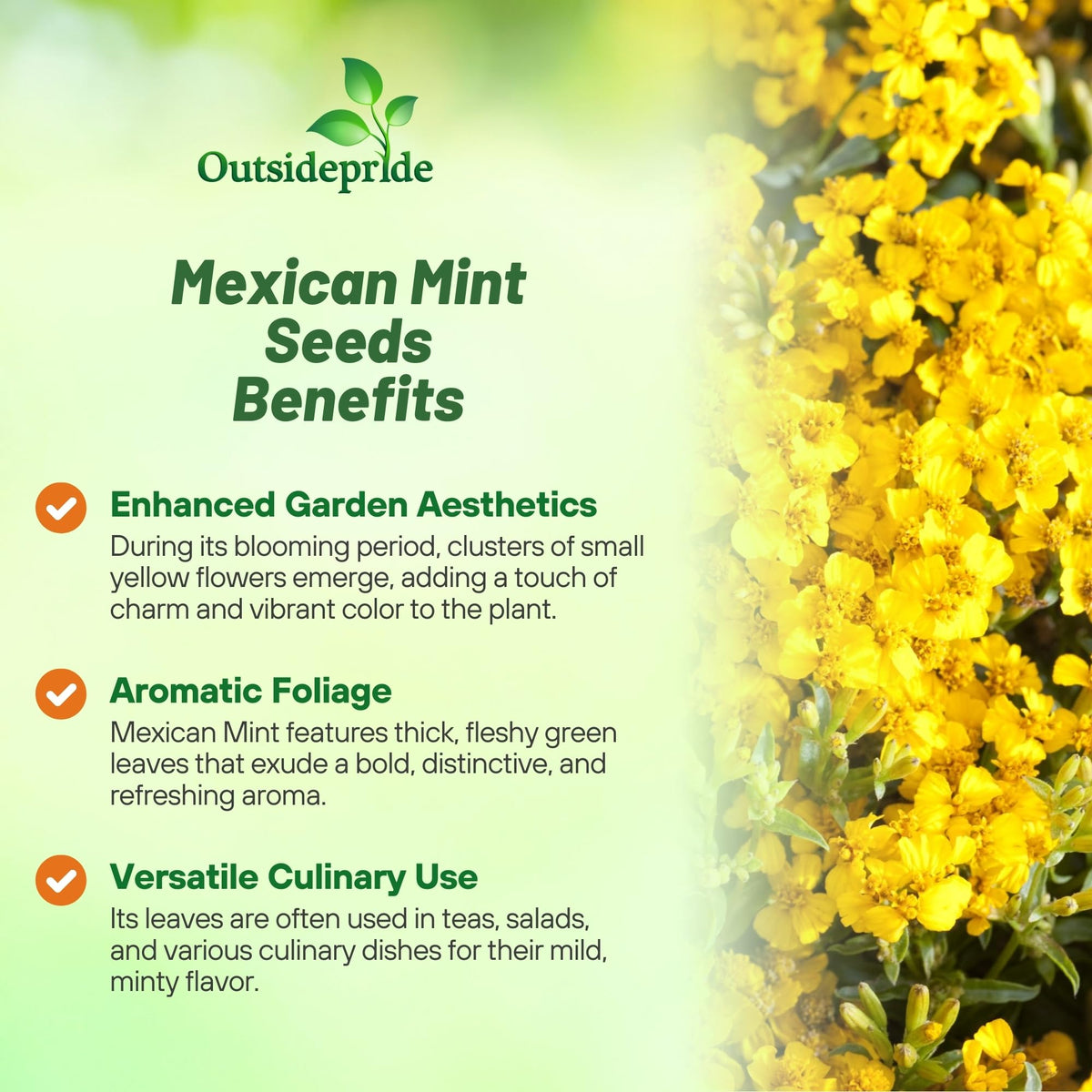 Outsidepride Mexican Mint leaves harvested for salads and teas, aromatic and versatile.