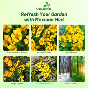 Outsidepride Mexican Mint flowers in yellow, brightening herb beds and gardens.