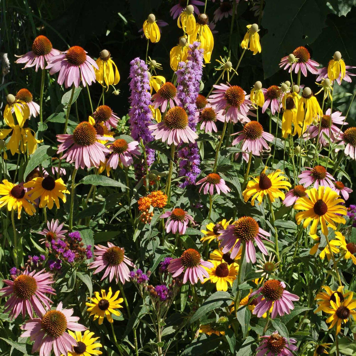 Outsidepride Midwest Wildflower Seed Mix bloom closeup shows diverse petals.