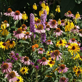 Outsidepride Midwest Wildflower Seed Mix bloom closeup shows diverse petals.