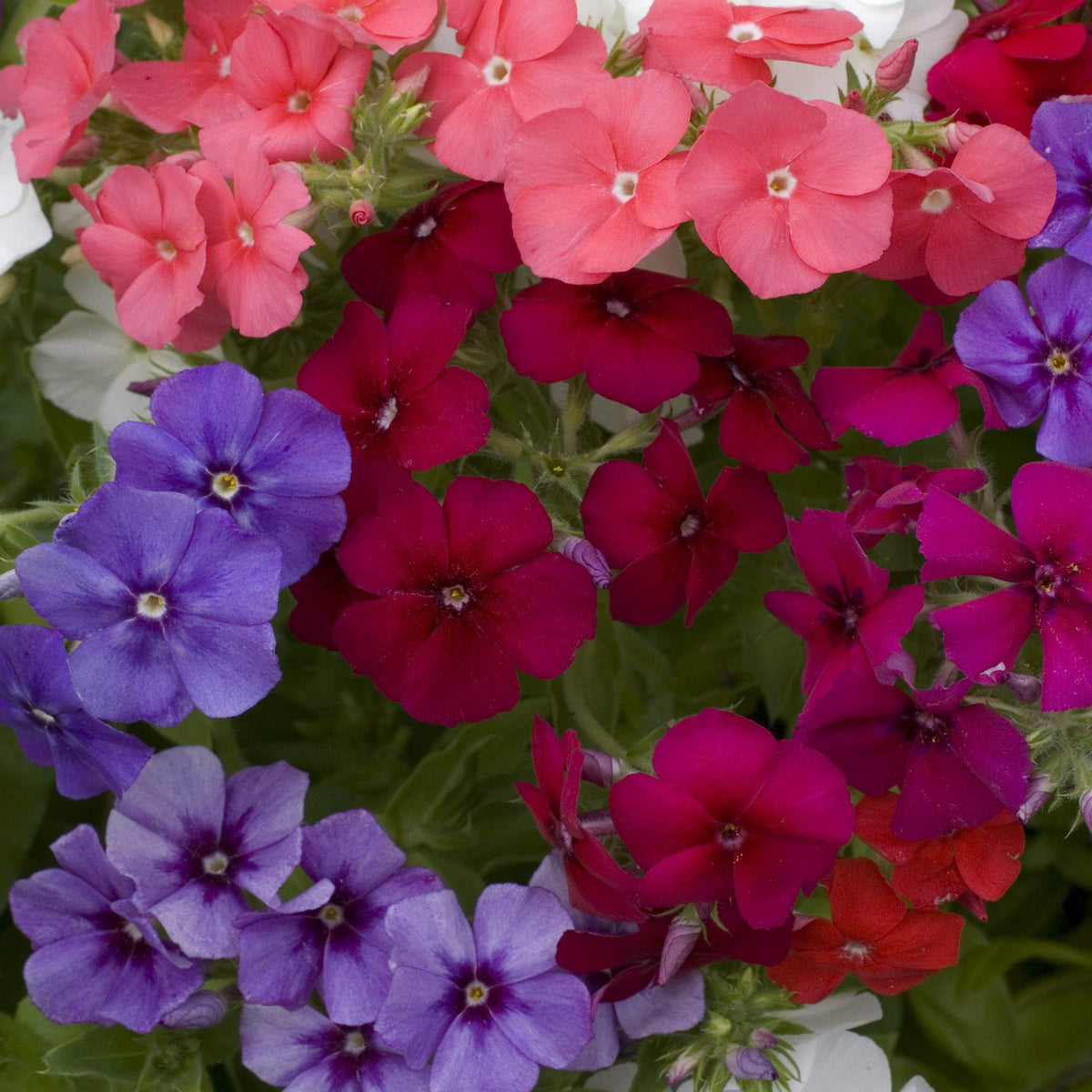 Outsidepride Mix Phlox features fern-like foliage and versatile texture for bouquets.