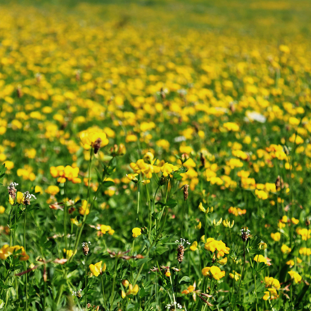 Outsidepride mixed-grass-field-seed creates a balanced pasture ecosystem.