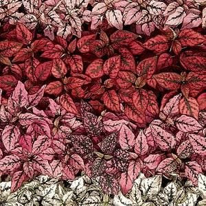 Outsidepride mixed Hypoestes leaves with rose, white, pink, and red dots.