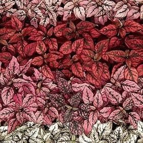 Outsidepride mixed Hypoestes leaves with rose, white, pink, and red dots.