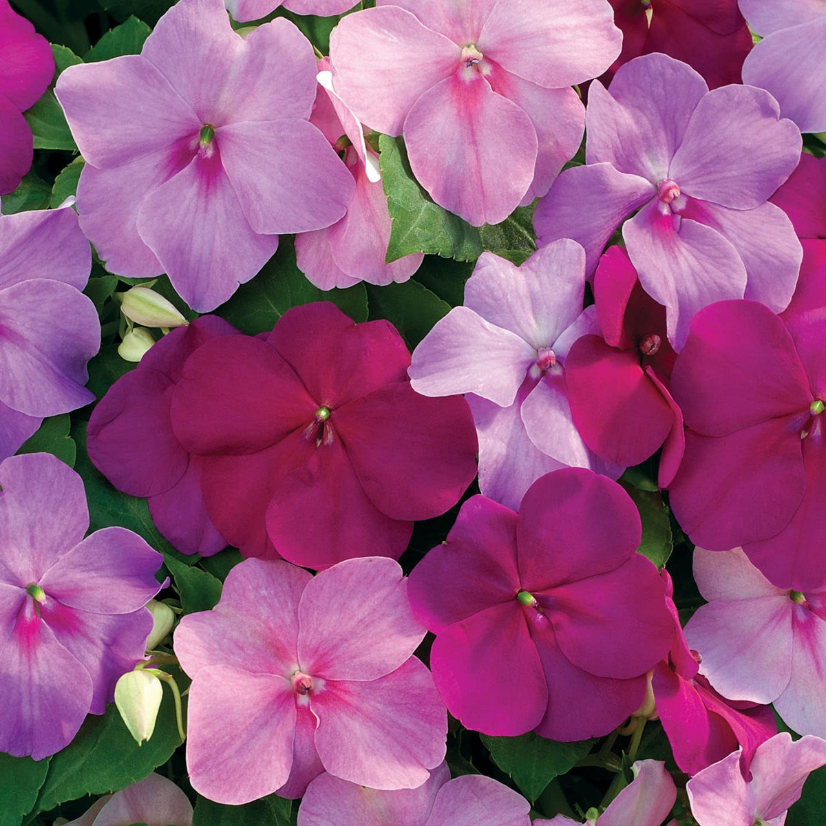 Outsidepride Xtreme Sapphire Mix Impatiens germination and rapid growth in moist soil