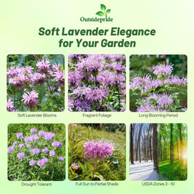 Monarda fistulosa flower clusters attract pollinators