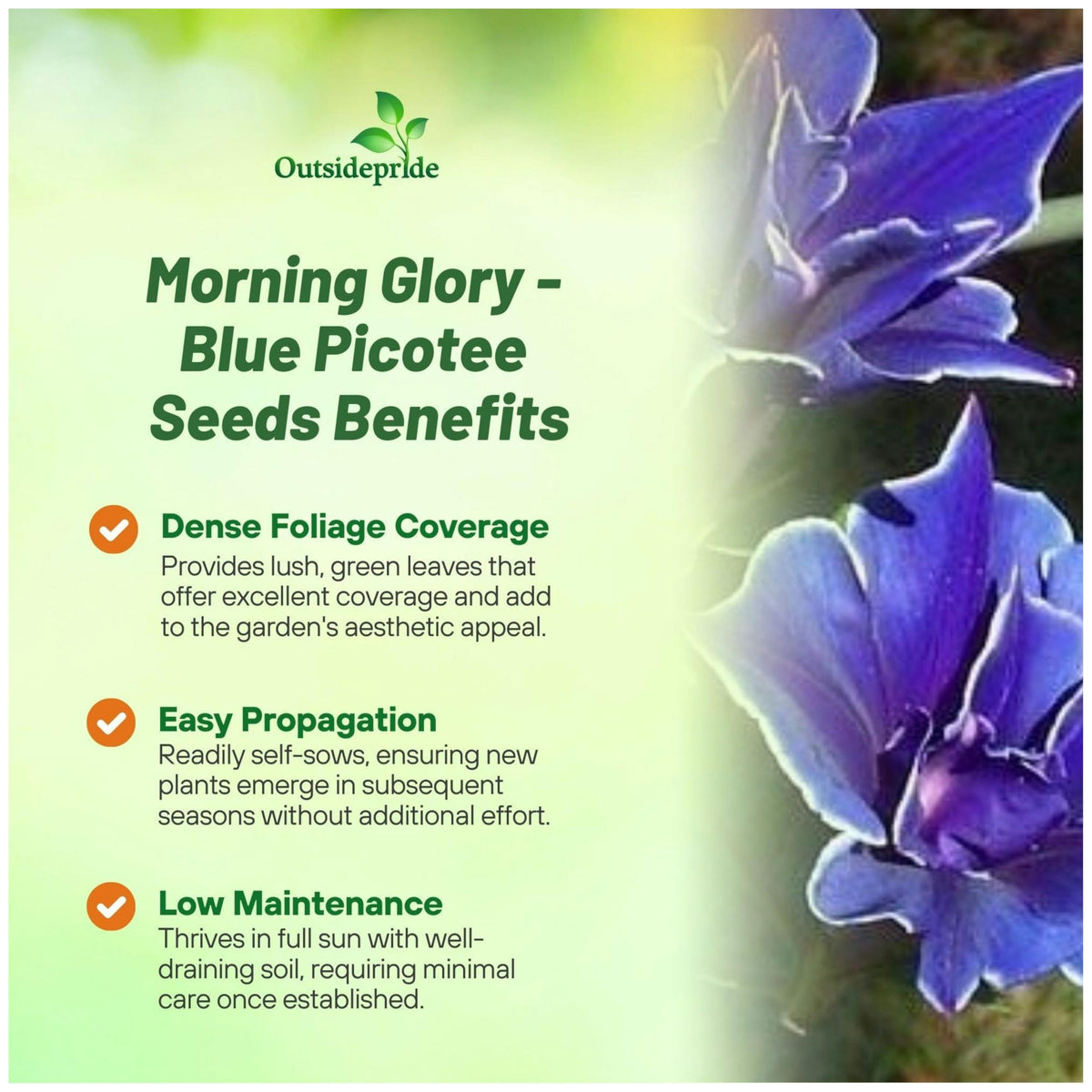 Outsidepride morning glory seed pack 50 pcs for rapid climber color