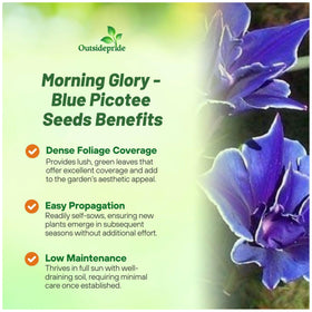 Outsidepride morning glory seed pack 50 pcs for rapid climber color