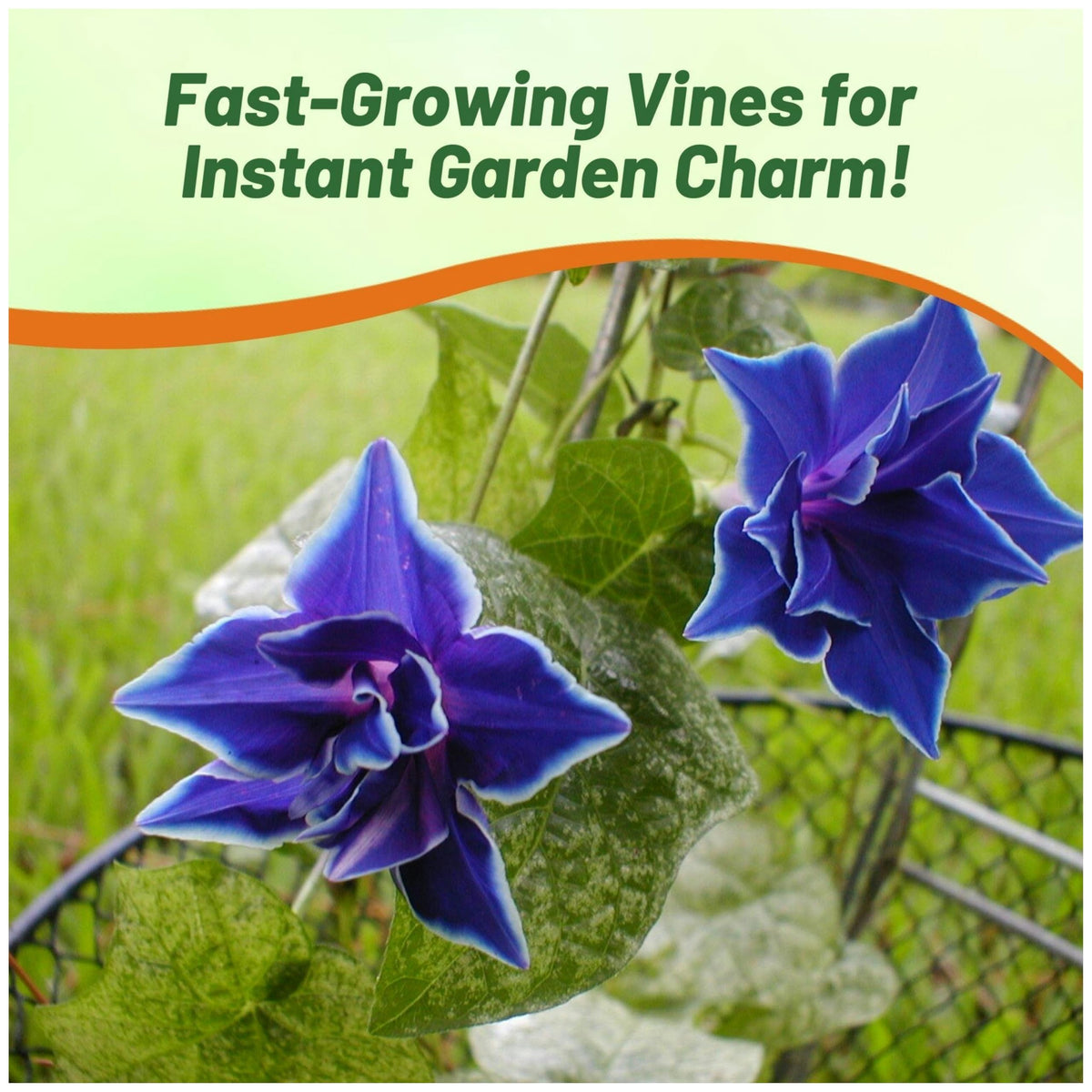 Outsidepride morning glory vertical garden shot with dense vines