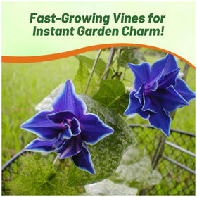 Outsidepride morning glory vertical garden shot with dense vines