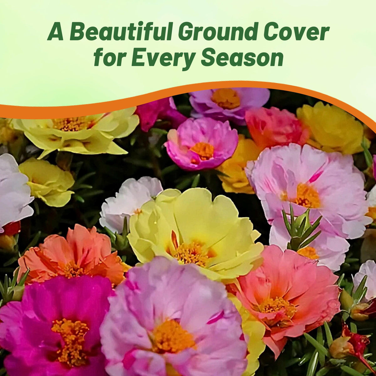Outsidepride moss rose seeds fill containers and rock gardens quickly.