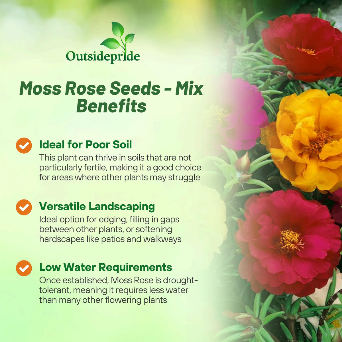 Outsidepride moss rose seeds thrive in hot sun with little water.