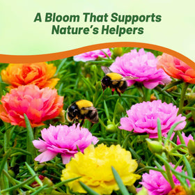 Outsidepride moss rose seeds are easy to grow from lightly pressed seeds.