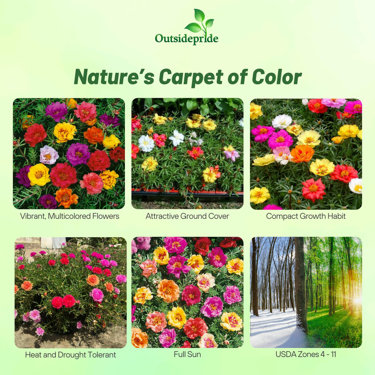 Outsidepride moss rose seeds display vibrant blooms in borders.
