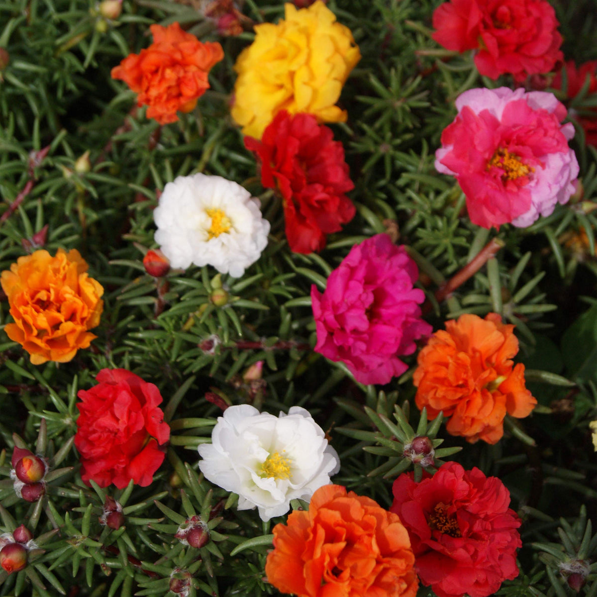 Outsidepride moss rose seeds spread across beds for easy ground cover.