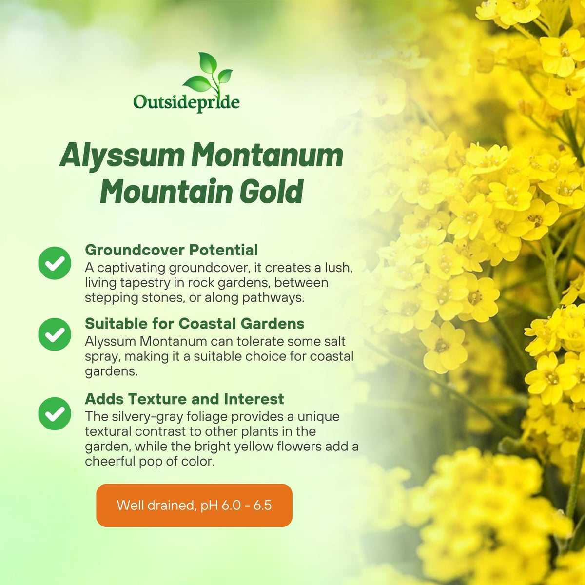 Outsidepride Mountain Gold Alyssum in a hanging basket for versatile décor.