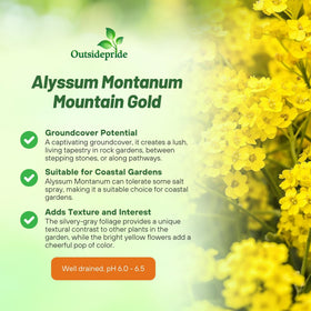 Outsidepride Mountain Gold Alyssum in a hanging basket for versatile décor.