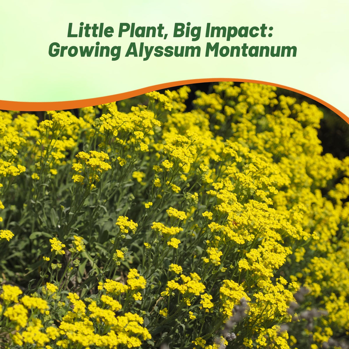 Outsidepride Mountain Gold Alyssum attracts bees and butterflies in bloom.