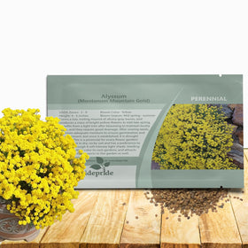 Outsidepride Mountain Gold Alyssum seeds packet, compact ground cover for xeriscaping.