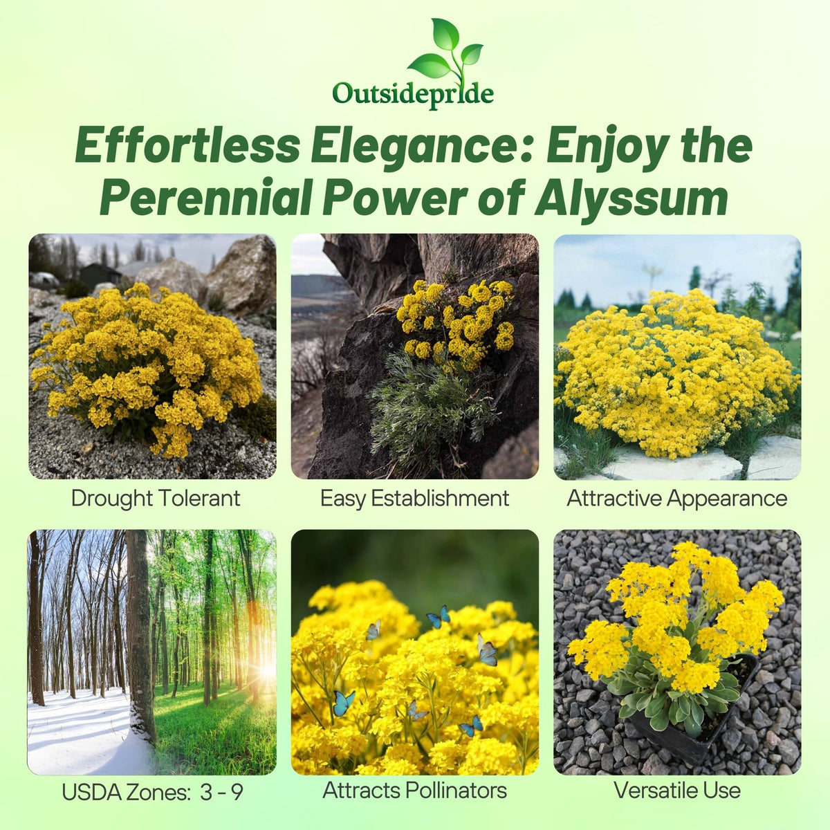 Outsidepride Mountain Gold Alyssum close-up shows bright-yellow fragrant blooms.