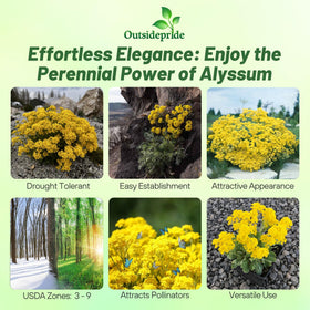 Outsidepride Mountain Gold Alyssum close-up shows bright-yellow fragrant blooms.