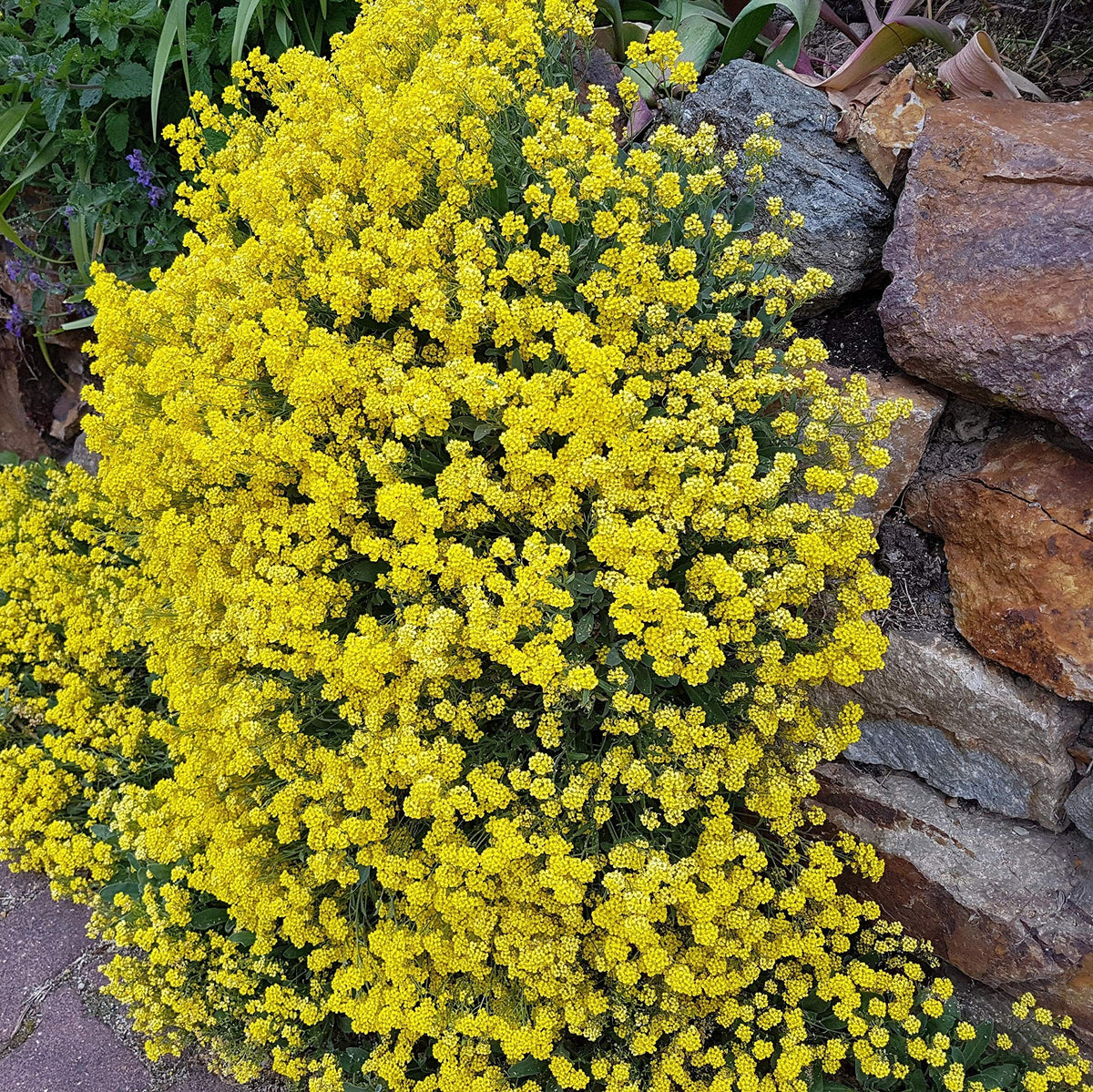 Outsidepride Mountain Gold Alyssum dense root system stabilizes soil.