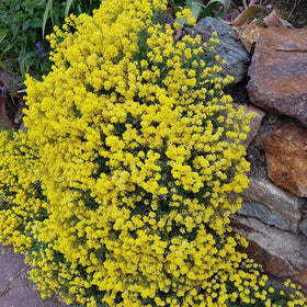 Outsidepride Mountain Gold Alyssum dense root system stabilizes soil.