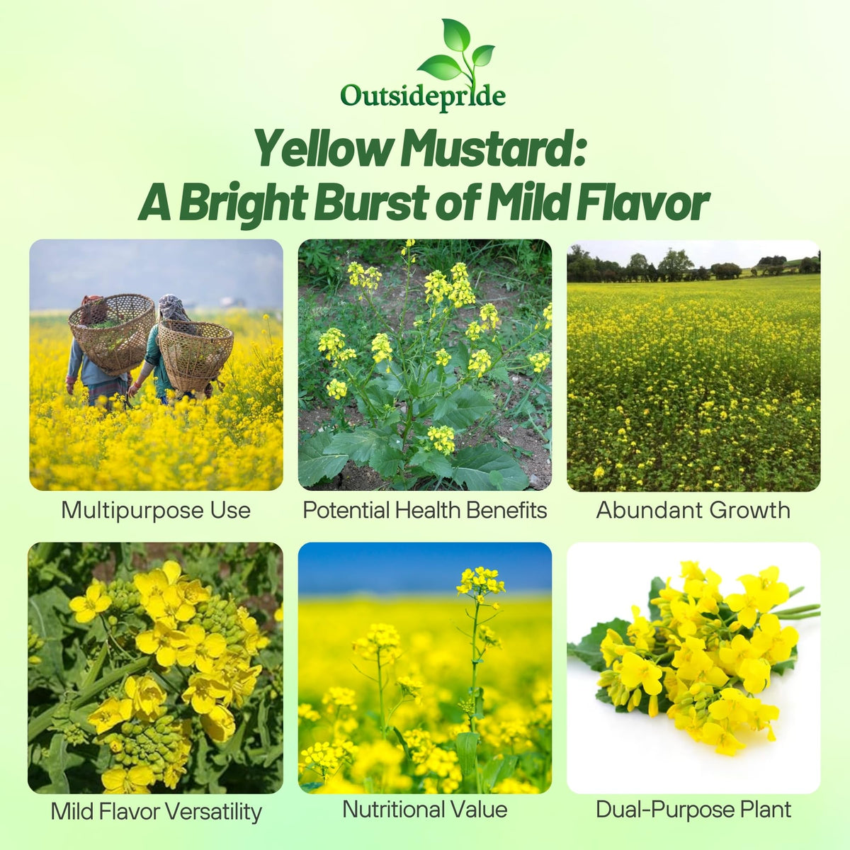 Outsidepride mustard microgreens ready to harvest in 10-14 days.