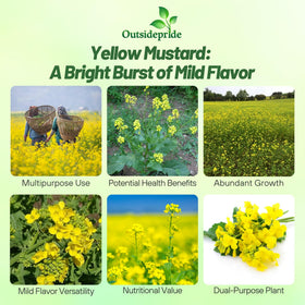Outsidepride mustard microgreens ready to harvest in 10-14 days.