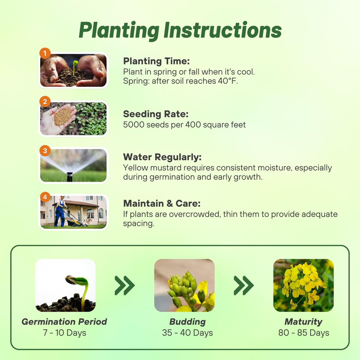 Outsidepride mustard microgreens harvest timeline for meal planning.