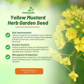 Outsidepride mustard seeds germination shown for quick sprouting.