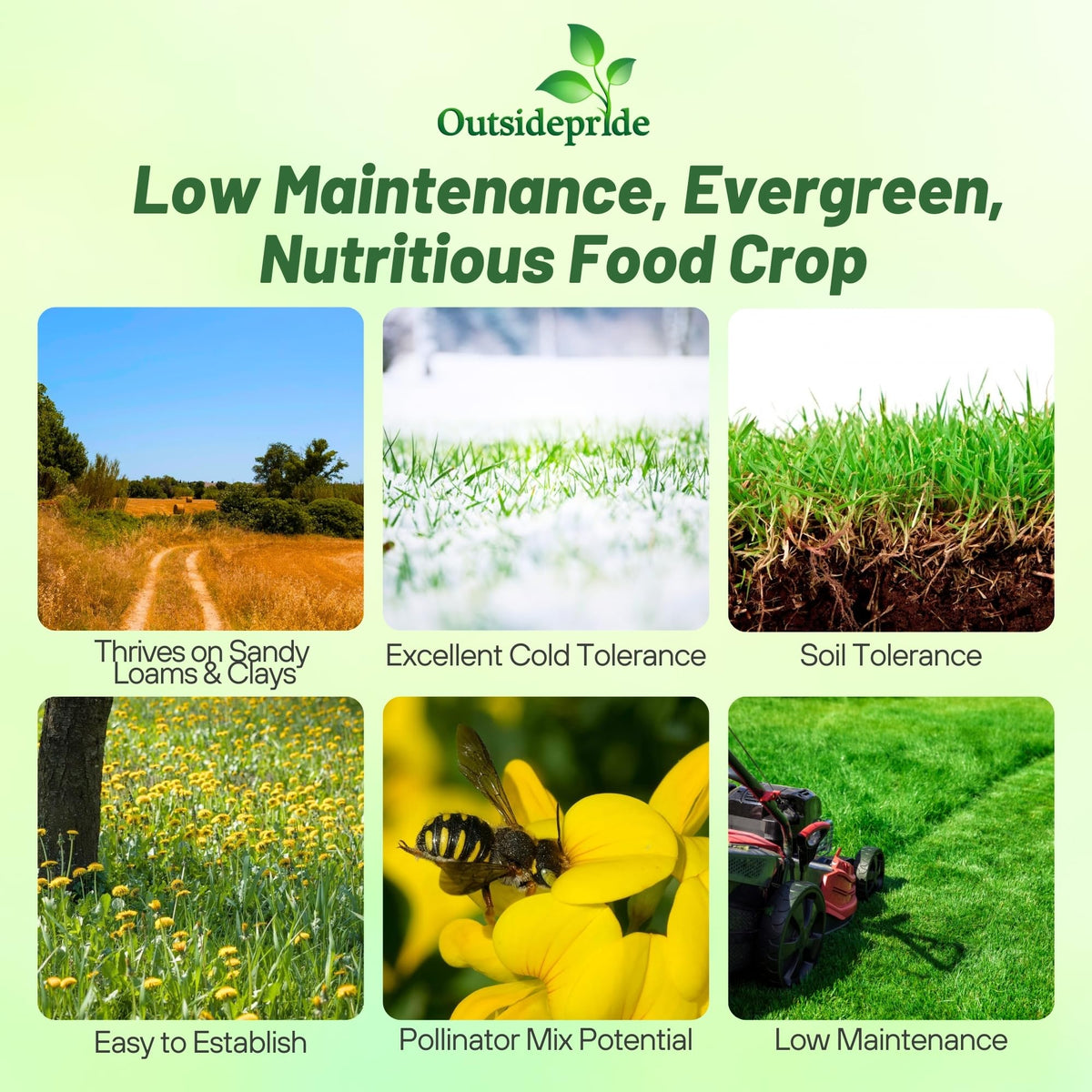 Outsidepride nitrocoated-seed boosts germination and early forage growth.