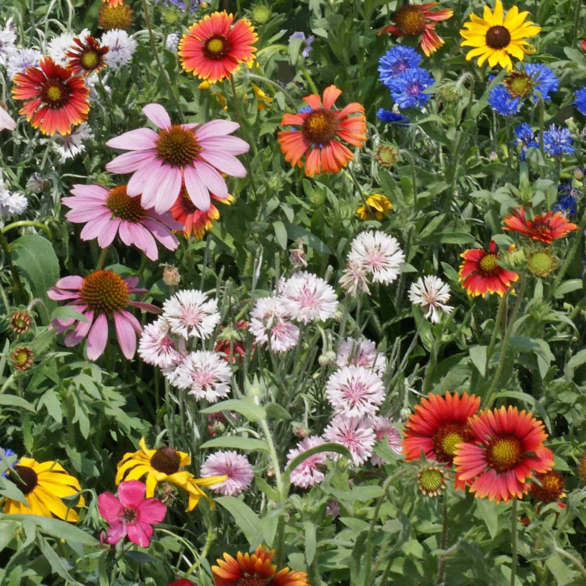 Outsidepride Northeast Wildflower Seed Mix bloom-closeup reveals varied petals.