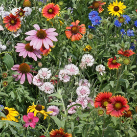 Outsidepride Northeast Wildflower Seed Mix bloom-closeup reveals varied petals.