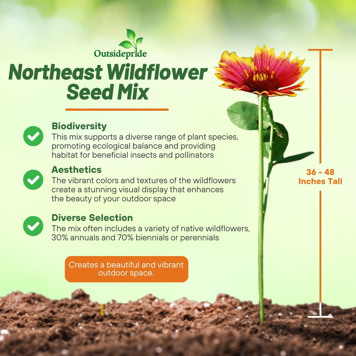 Outsidepride Northeast Wildflower Seed Mix border-display showcases color along pathways.
