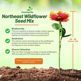 Outsidepride Northeast Wildflower Seed Mix border-display showcases color along pathways.