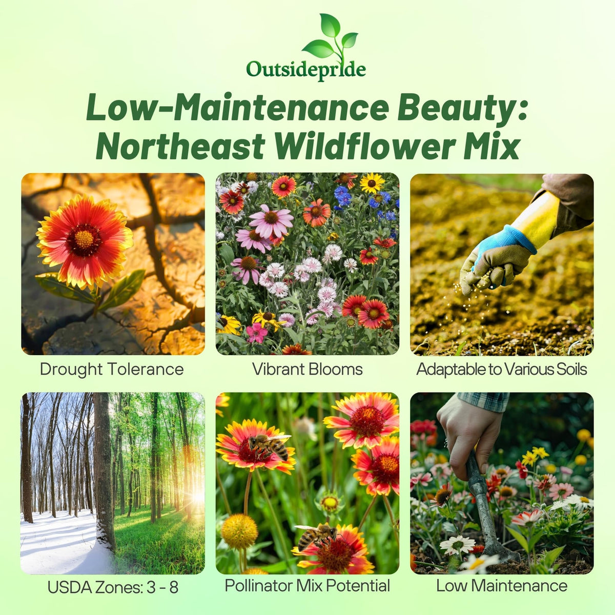 Outsidepride Northeast Wildflower Seed Mix planting-process helps beginner gardeners establish quickly.