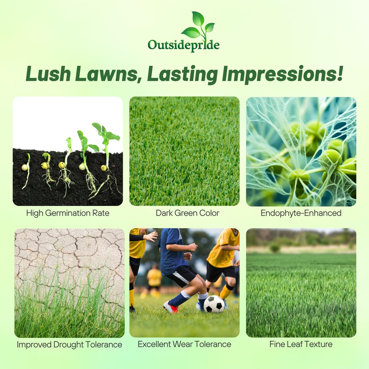 Outsidepride OptiGrowth-coated seeds showing faster germination potential.